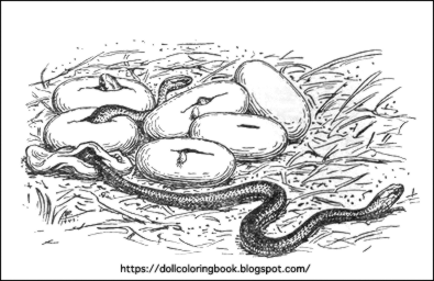 Learn About Baby Snakes | The Doll Coloring Book