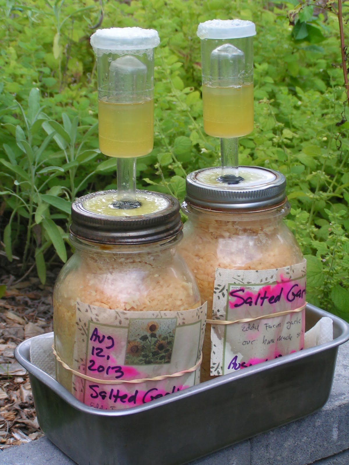 Blue Viola Farm Fermenting garlic and making airlock fermenting jars