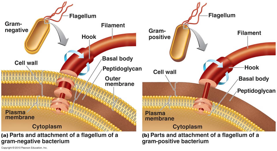 All about microbes!: Cell wall and membrane structure of prokaryotes