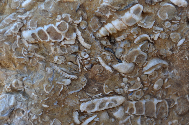 shells embedded in rock