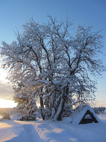 Pellgårdsrönnen