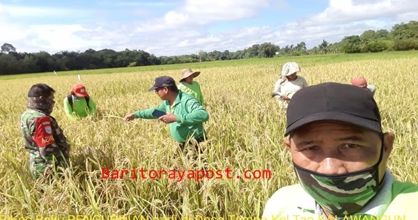 Prediksi Hasil Panen Bpp Paku Lakukan Pengubinan Di Desa Tampa