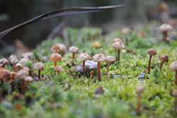 Toad stools on the path