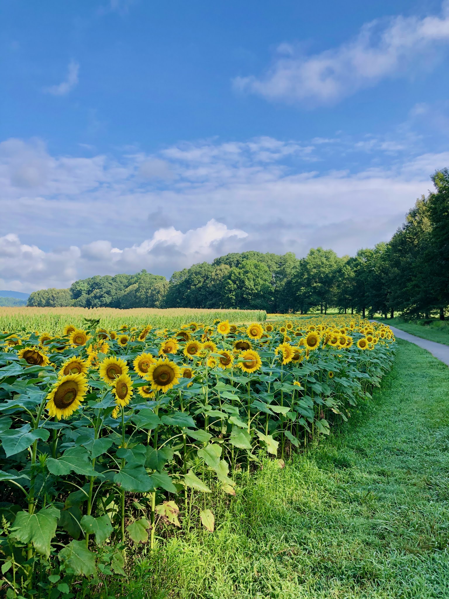 Sunflowers at Biltmore Estate