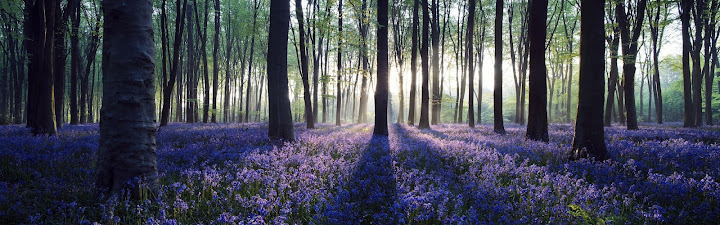 Melihat Keindahan Bunga Lonceng Surgawi :Bluebells - Flowers