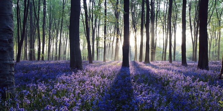 Melihat Keindahan Bunga Lonceng Surgawi :Bluebells - Flowers