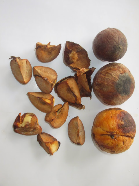 Ajaib! Hasil Penelitian Dokter Ahli Mengatakan, Biji Alpukat Ampuh Sembuhkan Kanker Darah