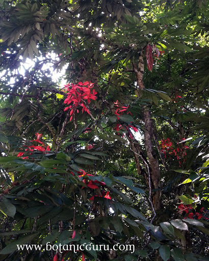 Amherstia nobilis, Pride Of Burma, Queen of Flowering Trees