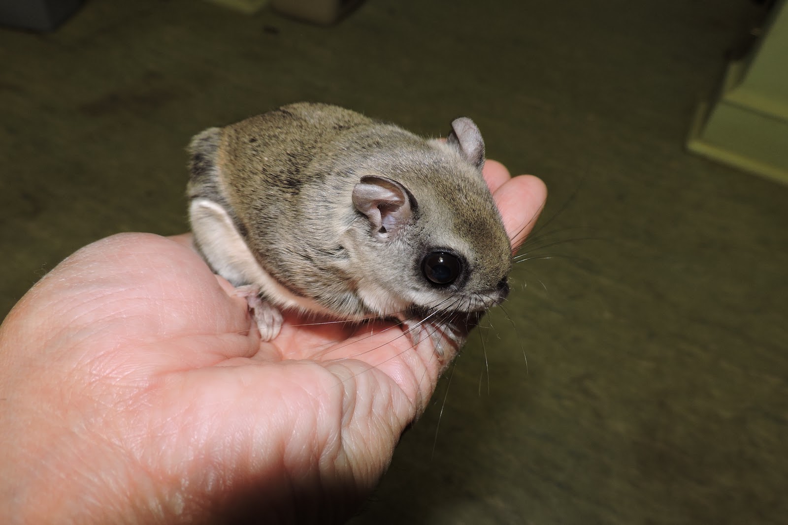 Capital Naturalist by Alonso Abugattas: Southern Flying Squirrels