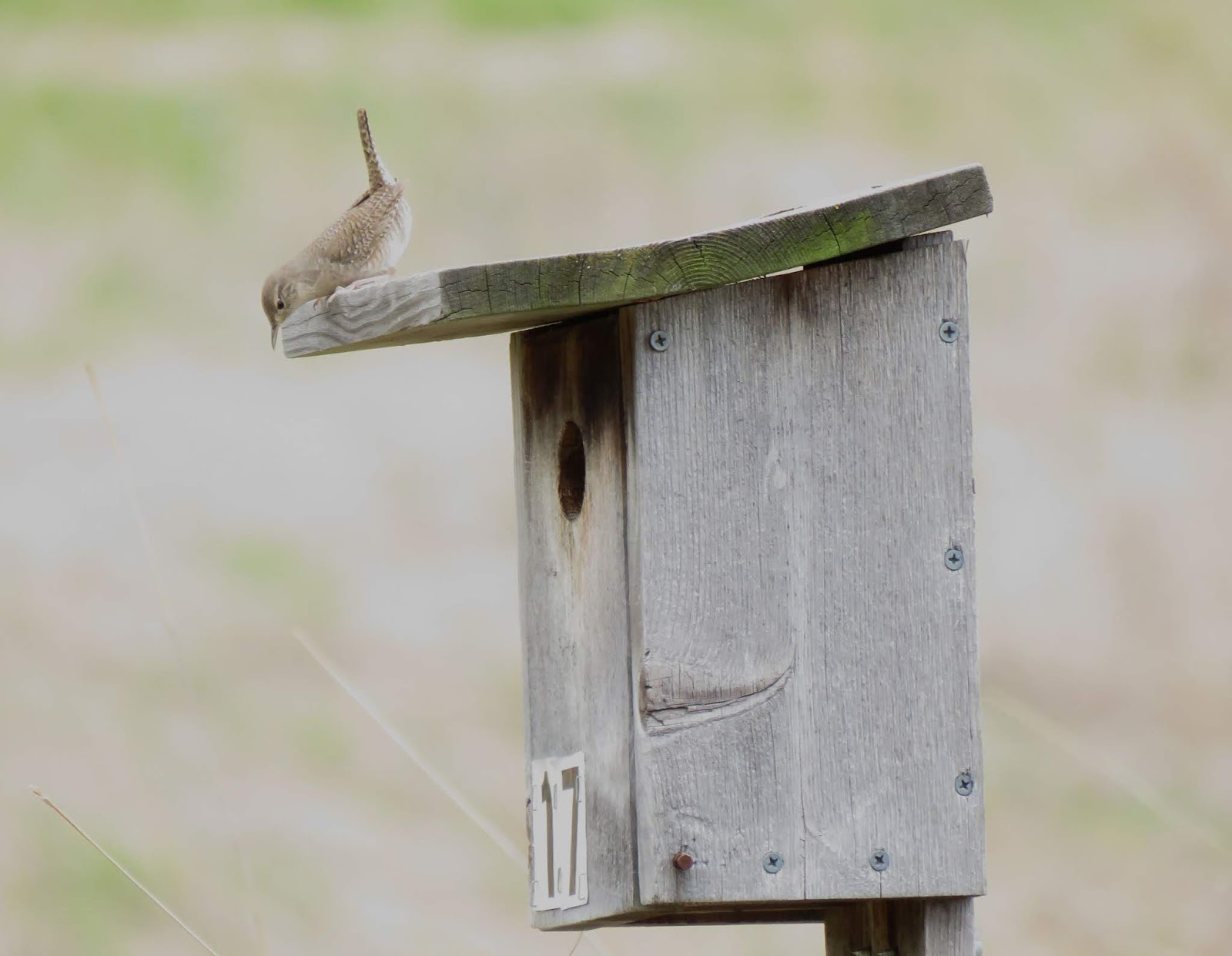 Pioneers Park Bluebirds: Two Nests With Nestlings