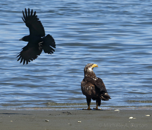   Crow mobbing immature Bald eagle