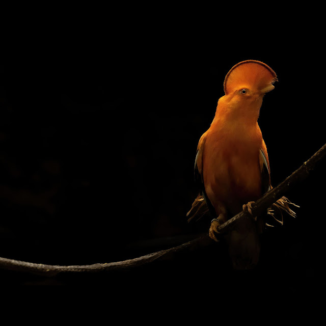صورة ببغاء برتقالي على غصن شجرة بخلفية سوداء ، صور طيور برتقالية فخمه بجودة 4K