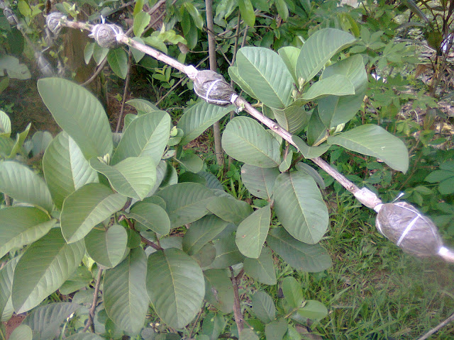 Jambu Biji Sedang Dicangkok Batang Jambu Biji Sedang Dicangkok Batang