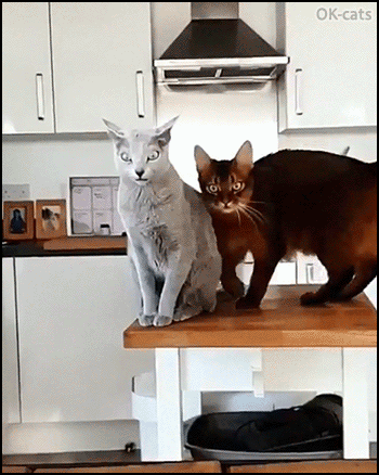 Amazing Cat GIF • Beautiful cat pounces like a wild tiger (in slow motion) Amazing Cat GIF • Beautiful cat pounces like a wild tiger (in slow motion)