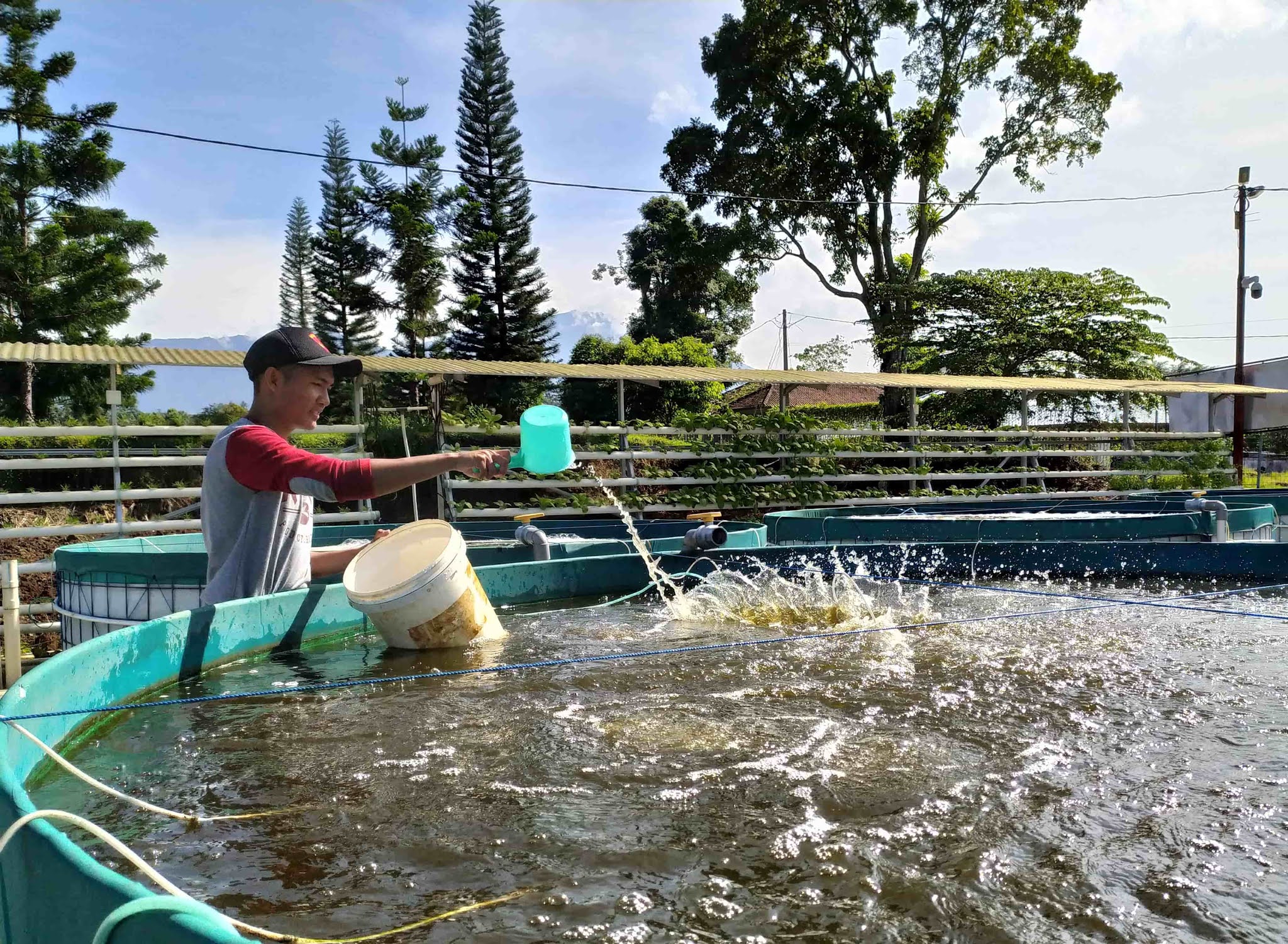 Cara menjaga kualitas air untuk menjaga kesehatan ikan di kolam budidaya