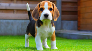 Beagle yavrusu