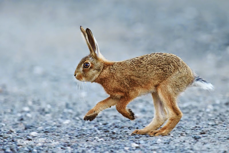 Wildlife Photographic Journals: Leverets