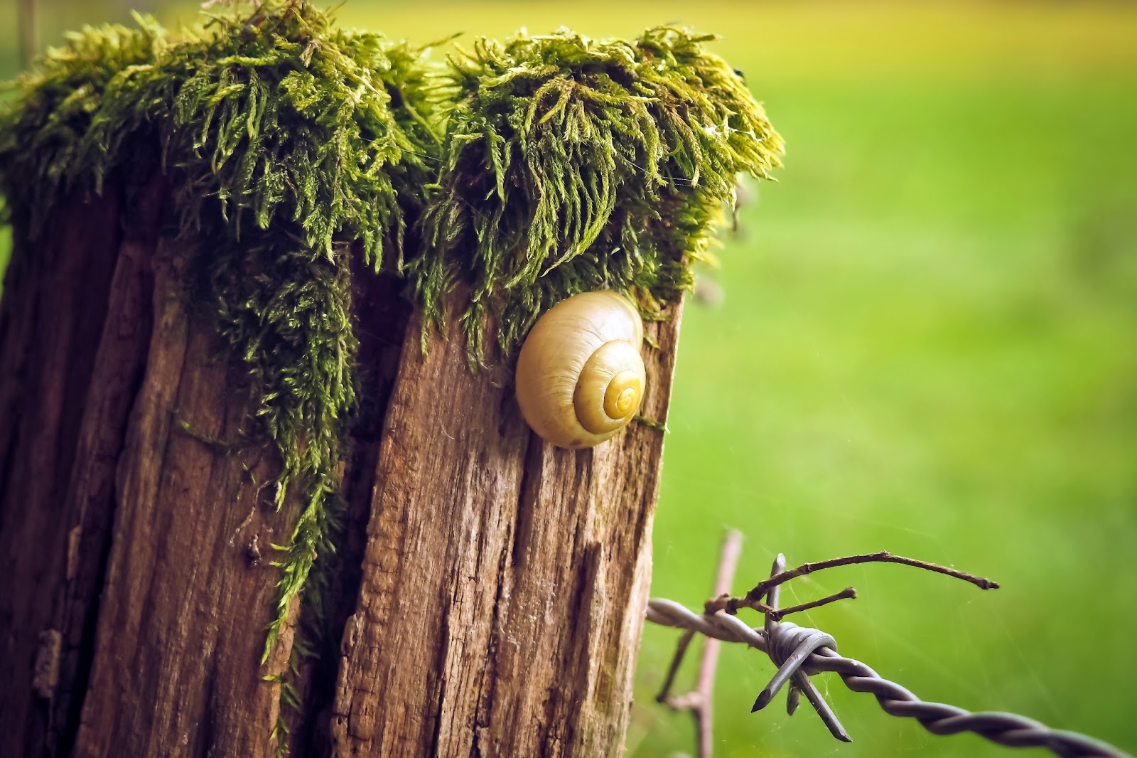 Snail on Wooden Post desktop wallpaper