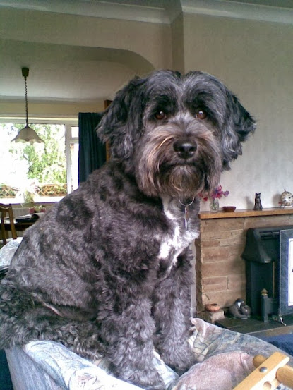grey tibetan terrier