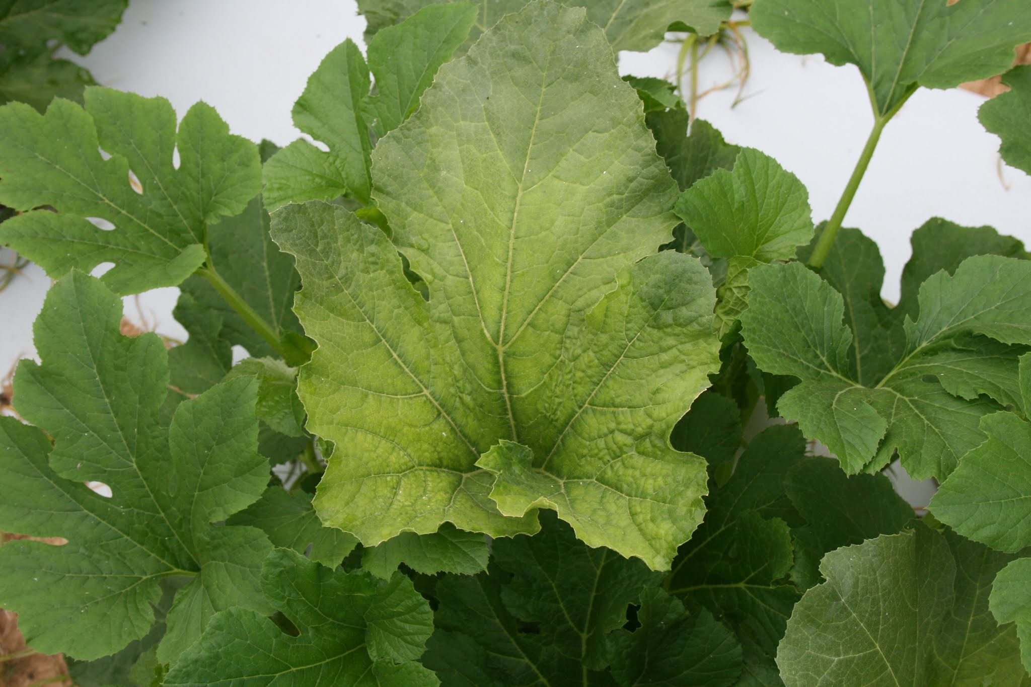 Using Sandea Herbicide In Pumpkins And Squash