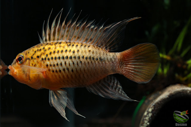 Apistogramma guttata from Rio Morichal Largo