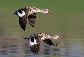Considerations for Improved Birds in Flight Photography