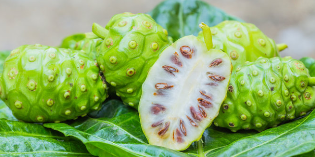 10 Jenis Tanaman Obat Asli Indonesia Beserta Manfaatnya 10 Jenis Tanaman Obat Asli Indonesia Beserta Manfaatnya