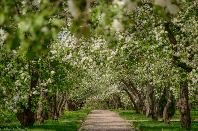 О жизни: Яблоневые сады