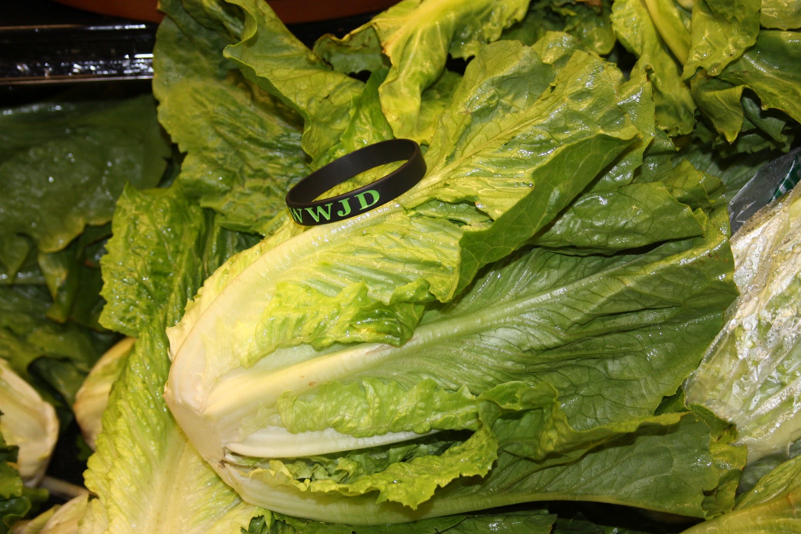 AP Bio Blog 2012 Longday Plant