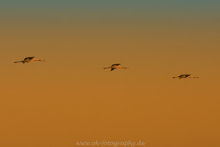 Naturfotografie Kraniche grus grus Sonnenaufgang Diepholzer Moorniederung