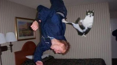 Imagen humor gato ninja