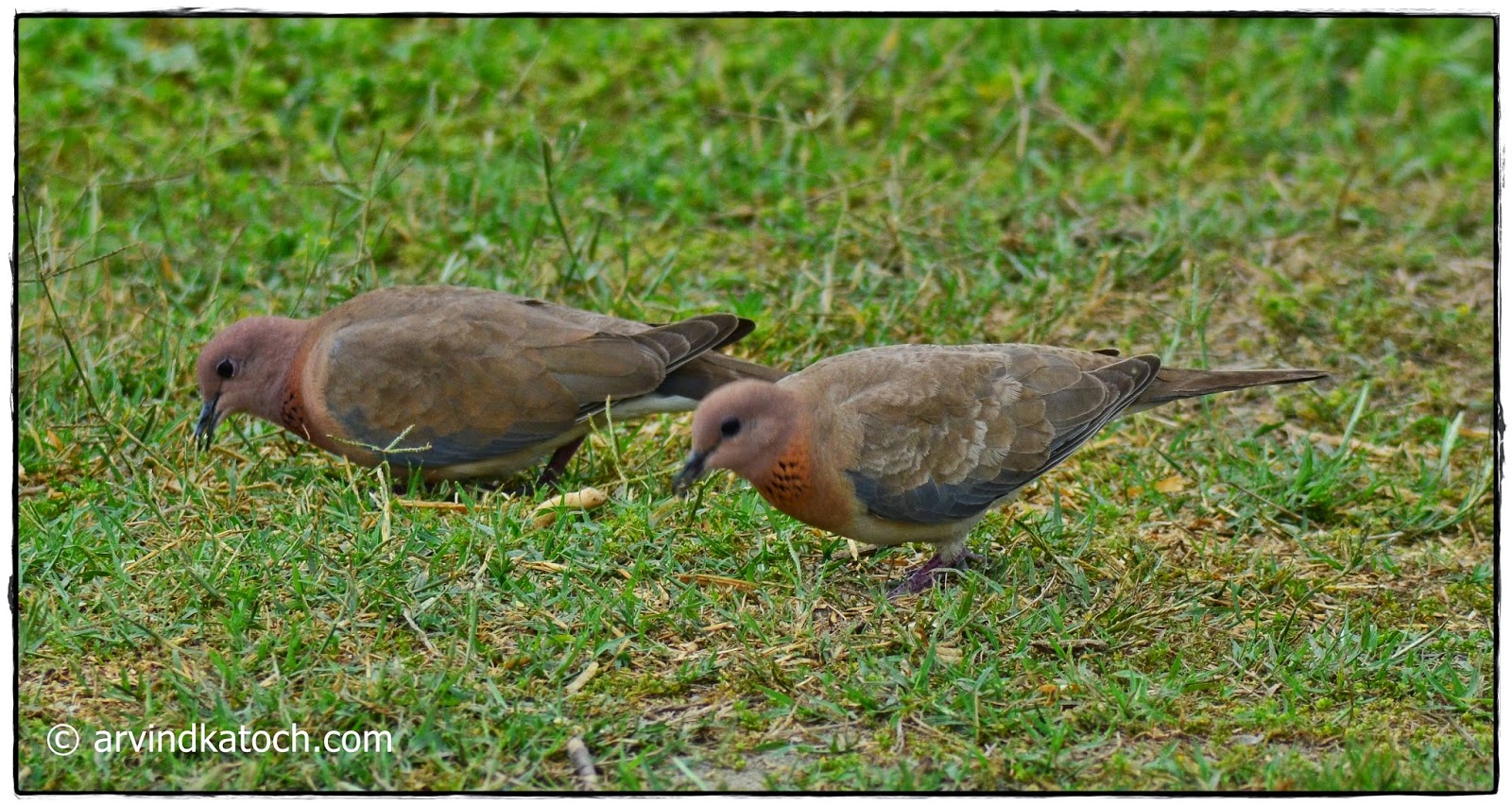 Pair of Laughing Dove pair, Laughing dove,