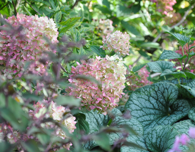 Limelight Hydrangeas In Bloom
