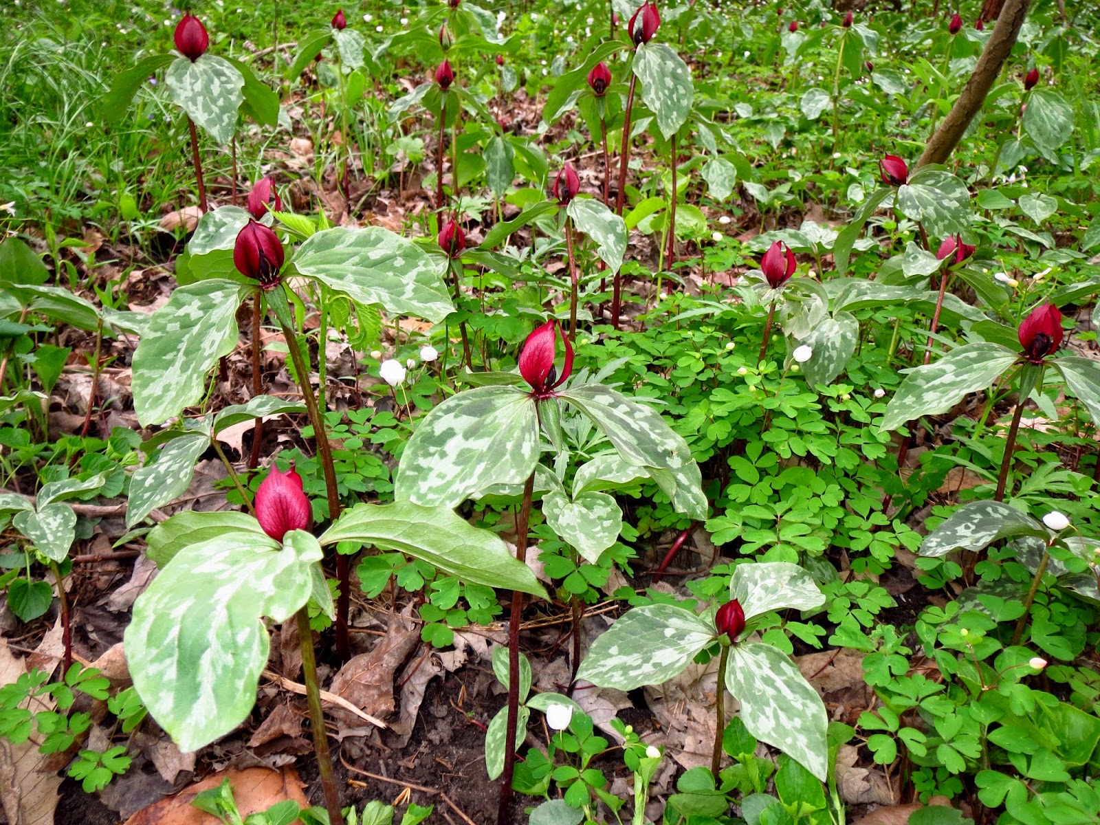 Plants Amaze Me Warren Woods, Kesling Nature Preserve