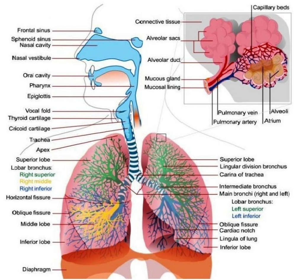 RESPIRATION AND CIRCULATION BİYOLOJİ OKULU