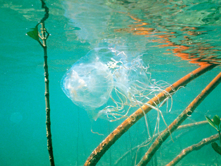 How painful is a Box jellyfish sting? Is the box jellyfish deadly creature?