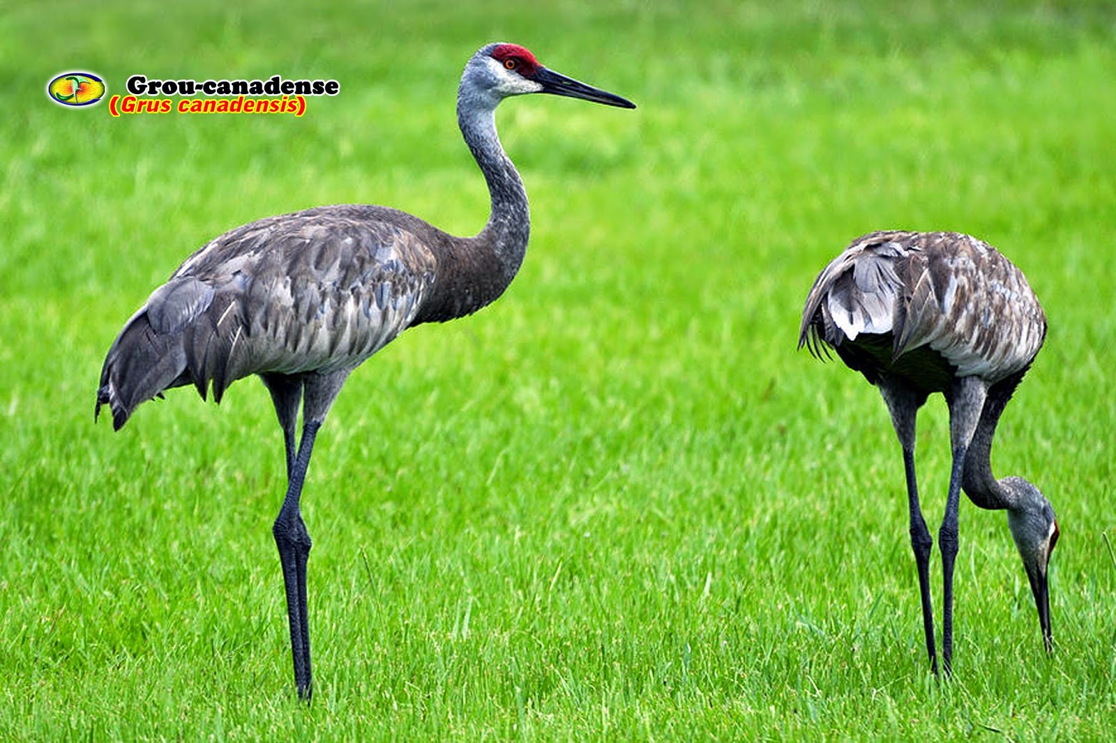 черный журавль в еао. даурский заповедник черный журавль. черный журавль приморский край. даурский заповедник черный журавль. белобрюхий аист.