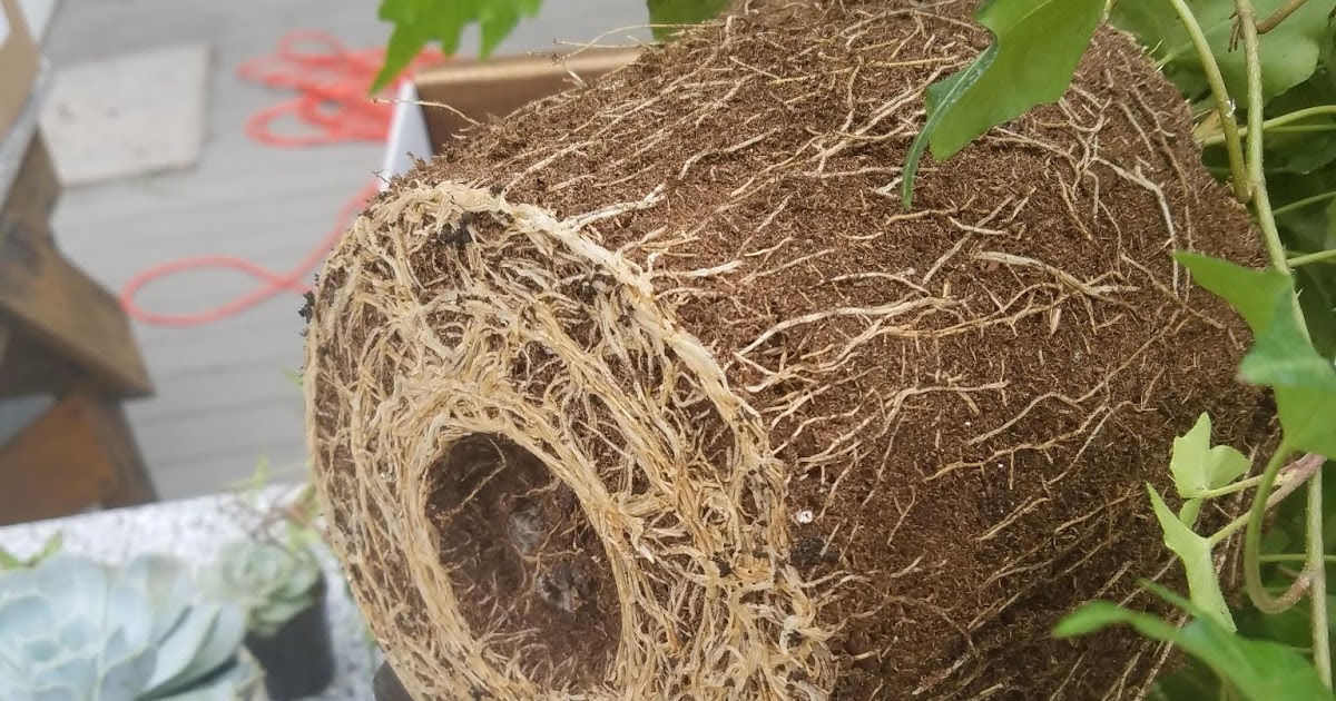 Rachel the Gardener How to retrieve a potbound plant.