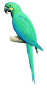 Glaucous macaw