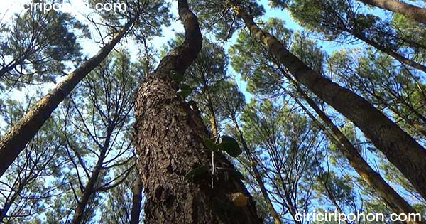 Manfaat Pohon Pinus Merkusii Yang Merupakan Tanaman Asli Indonesia Ciriciripohon Com