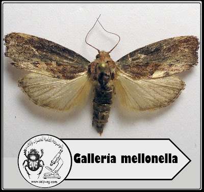 دودة الشمع الكبيرة Galleria mellonella 