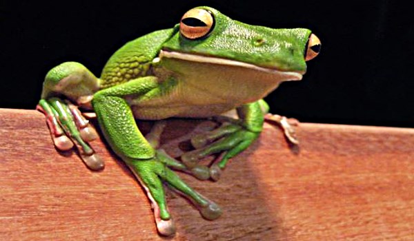 kurbaga nedir nasil cogalir ne yer turleri nelerdir ozellikleri hakkinda bilgi big bilgi