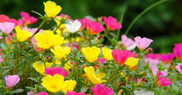 15 Tanaman Hias Bunga Murah Yang Indah dan Menarik 