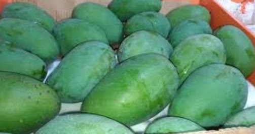 Tanaman Mangga Manalagi Memiliki Tinggi T Dominan Terhadap Sifat Pendek Berbuah Manis M Dominan Terhadap Rasa Asam Dahan Tidak Kuat K Dominan Terhadap Dahan Kuat Dan Buah Besar Dominan Terhadap Buah Kecil