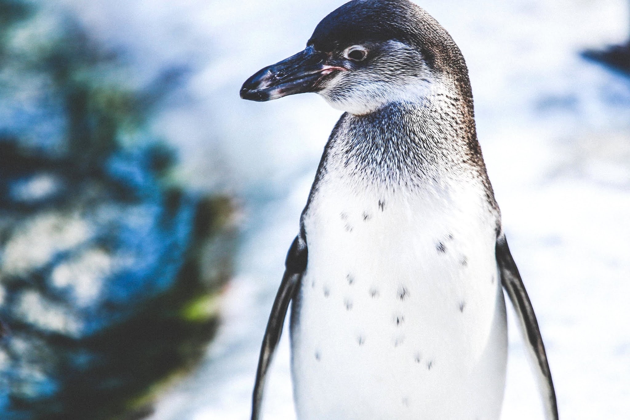Top Interesting facts about penguins