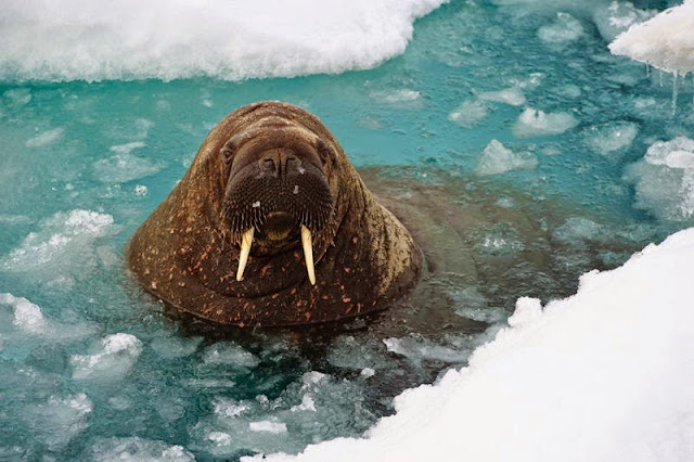 كيف تعيش الحيوانات في القطب الشمالي؟ Animal_adaptations_walrus_water