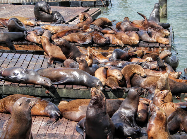A group a sea lions resting in the sun.