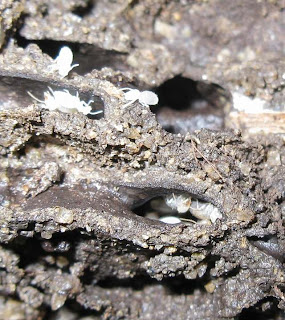 Cross section of Dicuspiditermes nemorosus nest