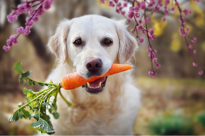 Ανθρώπινες τροφές που μπορούμε να μοιραστούμε με τον σκύλο μας και να του κάνουν καλό