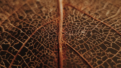 Wallpaper, Veins, Dry, Macro